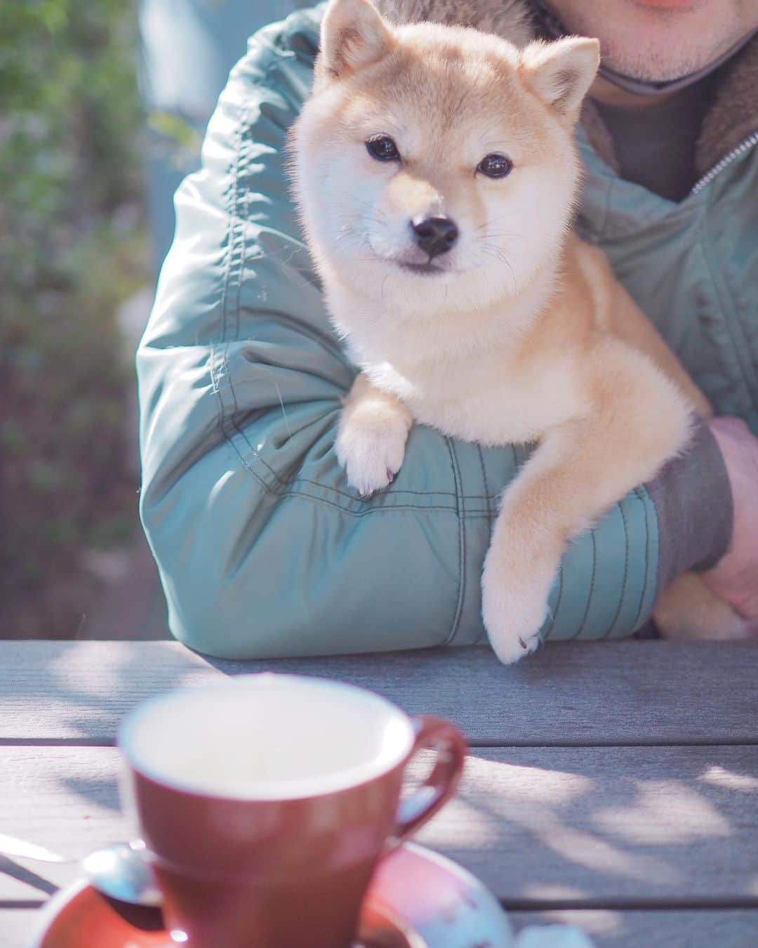 豆柴にこちゃんさんのインスタグラム写真 - (豆柴にこちゃんInstagram)「🐶 今日は北風すごいし寒いしで テラス席でランチしてたら にこが寒そうにブルブル。  トムがあっためてあげてたら ポカポカしてきて寝ちゃった にこの顔がおまんじゅうすぎる😙  1枚目うっすら舌見えてる👅 2枚目はキス待ち顔。  #ヘッドロックにこ  #柴犬#豆柴#pecoいぬ部#犬#shibastagram#petstagram#犬#犬のいる暮らし#shibainu#dog#mameshiba#pecotv#いぬのきもち部#しばいぬ#しばけん#こいぬ#シバイヌ#狗#ペット#子犬#puppy#pet#시바견#강아지#개#instacute#barked#9gag#9gagpets」2月23日 17時17分 - nikochan.mame48