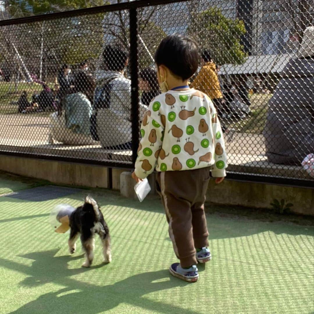 半田あかりのインスタグラム：「まだ　お友達なのよ。 初めてのデートだから ちょっと　肩に手を置いてみたのよ。  #チワプー　#ちわぷー　#ミックス犬　#みっくす犬　#MIX犬　#mix犬　#アンダーショット　#アンダーショット犬　#犬　#いぬすたぐらむ　#ちわわ　#チワワ　#トイプー　#トイプードル　#といぷーどる　#ちわわ寄り　#チワワ寄り　#パピー犬　#パピー　#ぱぴー　#生後7ヶ月　#女の子　 #ひじき#てんしば#てんしばドッグラン」
