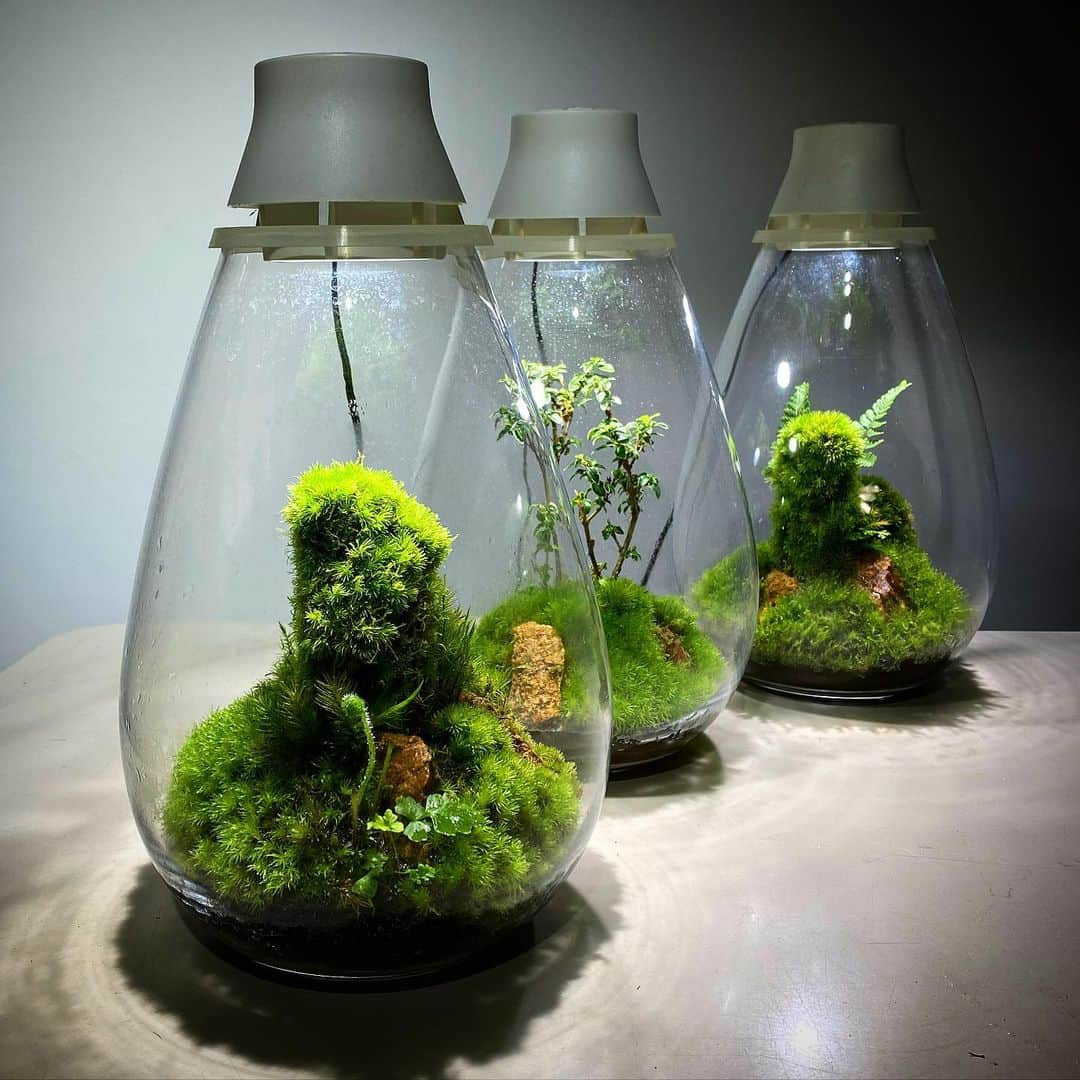 Mosslight-LEDさんのインスタグラム写真 - (Mosslight-LEDInstagram)「#mosslight#モスライト#苔#コケ#mossy#mossa#moss#terrarium #テラリウム#indoorgreen#plants#コケテラリウム#苔テラリウム#mossterrarium#mossarium#paludariu#パルダリウム#インドアグリーン」2月23日 17時38分 - mosslight1955