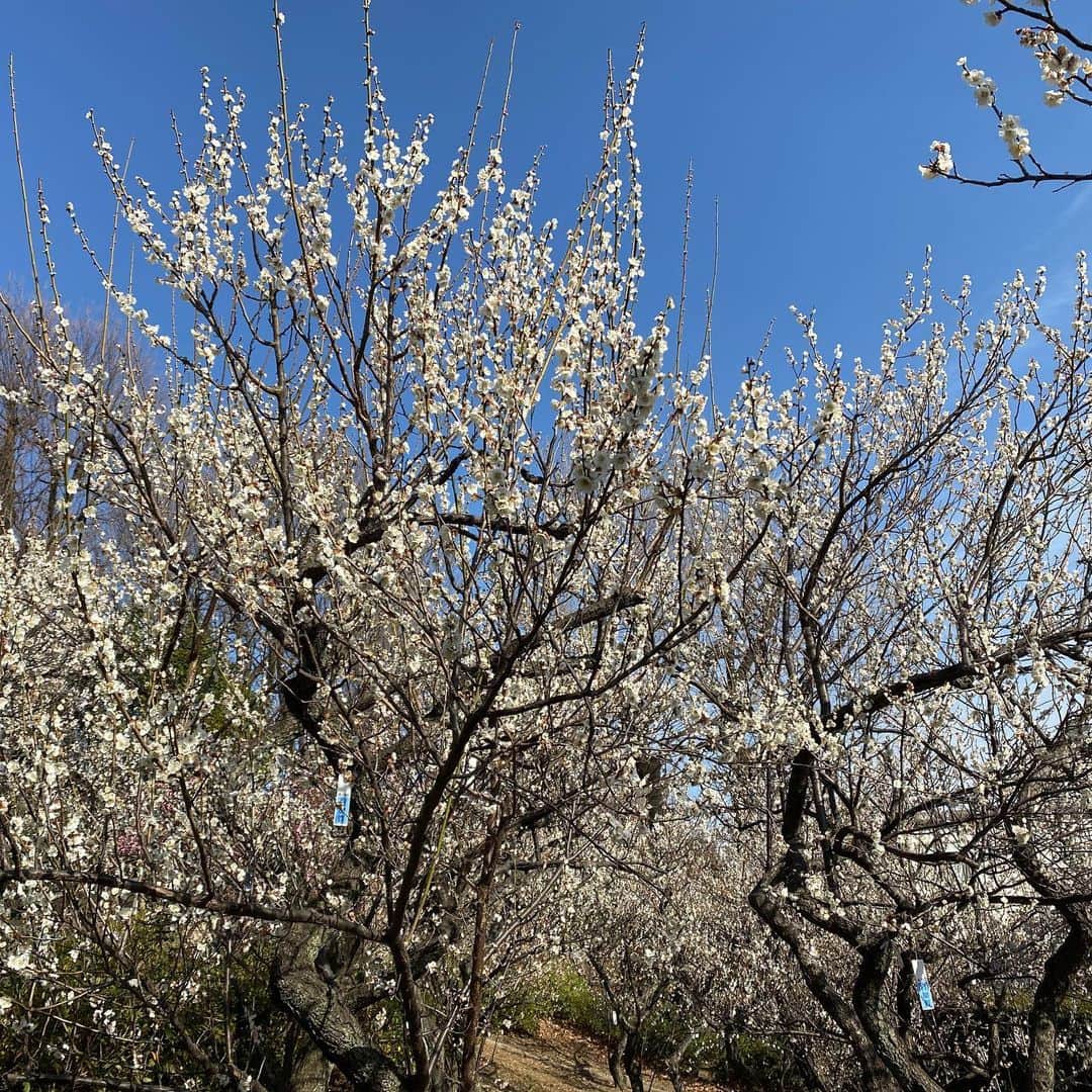 牛窪万里子さんのインスタグラム写真 - (牛窪万里子Instagram)「お天気が良かったのでサイクリングしながら梅ヶ丘の羽根木公園へ  花が満開に咲いている場所にはパワーが一杯〜！  青空に梅の花が映えて美しい風景でした。  明日からまた寒くなるようですね  寒暖差に気をつけてお過ごしください  #梅の花 #梅ヶ丘 #羽根木公園 #満開 #休日  #休日の過ごし方」2月23日 17時46分 - mariko_ushikubo