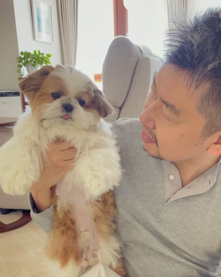 水嶋はちのインスタグラム：「🙋‍♂️I'm gonna dry you off okay?  🐶 I'll lick you too! * * パパがボクを拭き拭きしてくれるので ボクもパパを拭き拭きしてあげています🧔🏻🐶 気持ちいいなぁ♡気分もすごくいいなぁ♡ * * #はち #HACHI #シーズー大好き部 #なかよしおやこ #パパのお顔に手を添えて #優しくペロペロ #ありがとうの意味だよ #嬉しくて言葉にできないから」