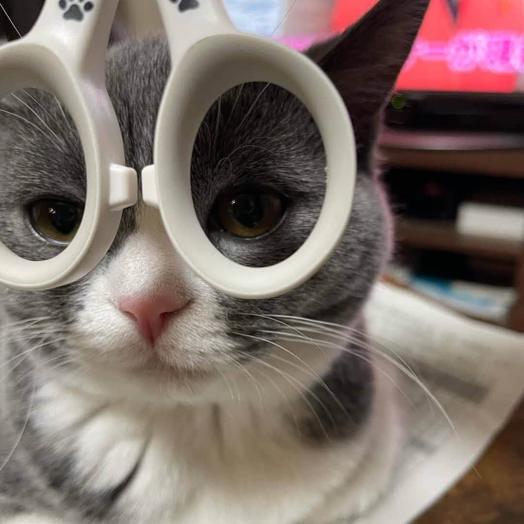 猫壱（ねこいち•ネコイチ）のインスタグラム