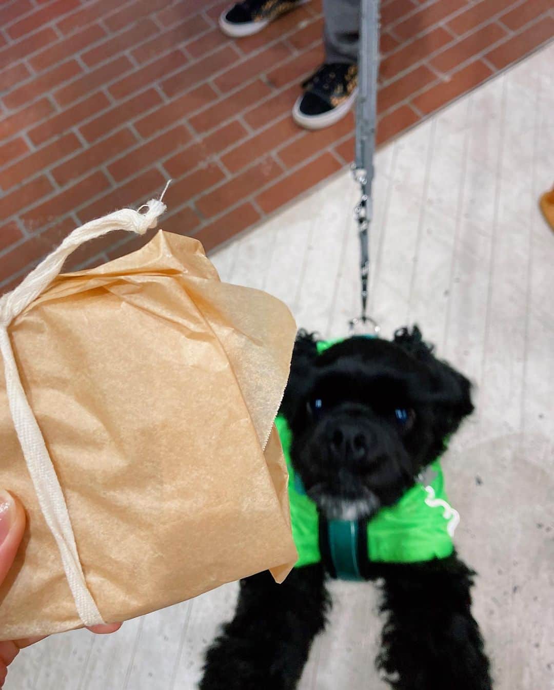 水戸悠夏子さんのインスタグラム写真 - (水戸悠夏子Instagram)「お散歩中に差し入れしてくれた！手作りのザクザククッキー、オートミールとかジンジャーとか栗とか色々入ってて美味しいです〜大好きなやつ。クミさんポゴさんありがとう◎#おやつ#cookie」2月23日 17時52分 - mitoyukako