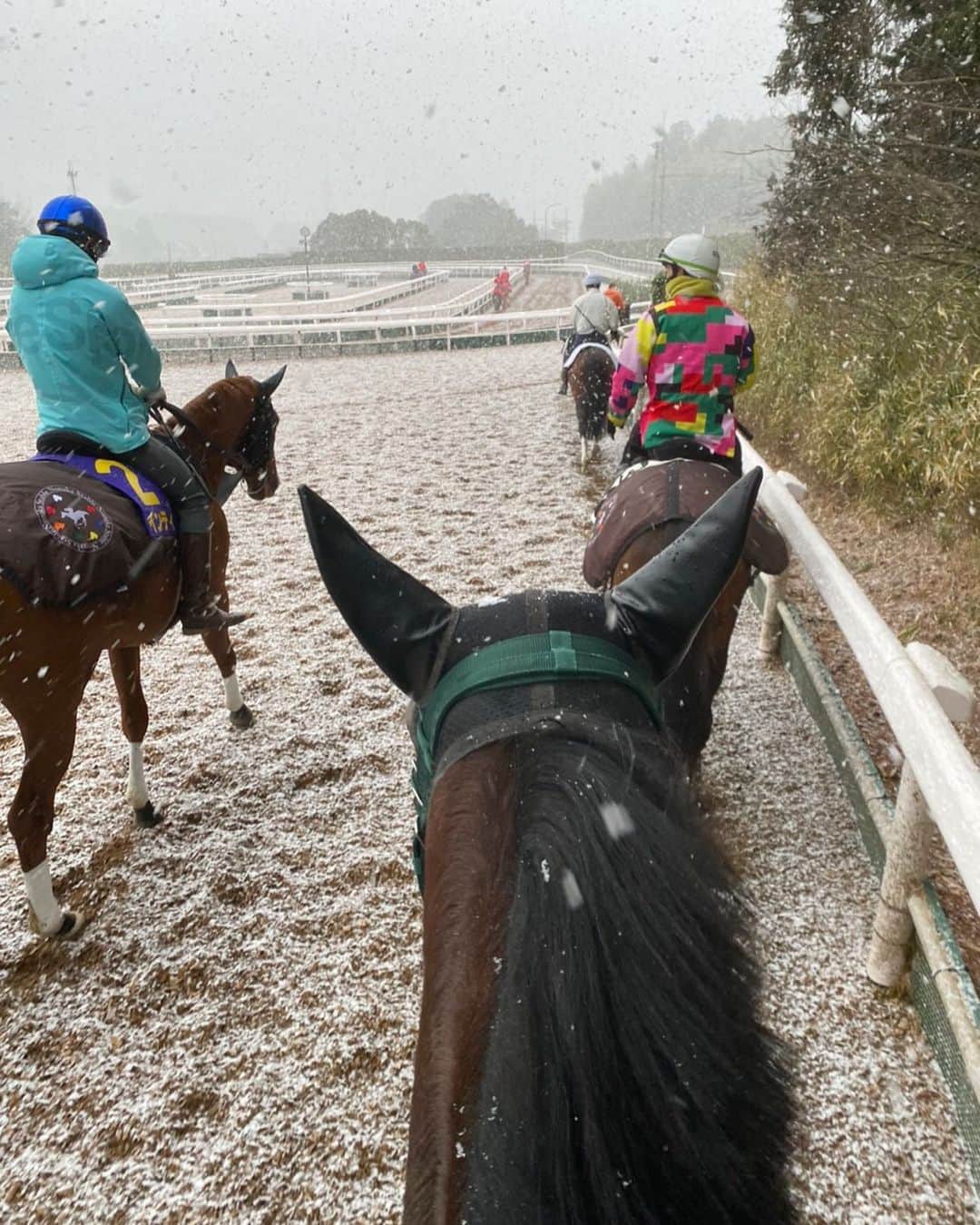 netkeibaさんのインスタグラム写真 - (netkeibaInstagram)「ㅤㅤㅤㅤㅤㅤㅤㅤㅤㅤㅤㅤㅤ ㅤㅤㅤㅤㅤㅤㅤㅤㅤㅤㅤㅤㅤㅤ 【 #鮫島克駿 騎手の Jockey's Diary __✍︎ 】 ㅤㅤㅤㅤㅤㅤㅤㅤㅤㅤㅤㅤㅤ ┈┈┈┈┈┈┈┈┈┈┈┈┈┈ ㅤㅤㅤㅤㅤㅤㅤㅤㅤㅤㅤㅤㅤ こんにちは、鮫島克駿です！ ㅤㅤㅤㅤㅤㅤㅤㅤㅤㅤㅤㅤㅤ これは2月17日の栗東です！ ㅤㅤㅤㅤㅤㅤㅤㅤㅤㅤㅤㅤㅤ 朝から雪が激しかったのですが、この時間が一番凄かったです。 ㅤㅤㅤㅤㅤㅤㅤㅤㅤㅤㅤㅤㅤ 人も馬も寒い中、週末のレースに向けて頑張ってます！ ㅤㅤㅤㅤㅤㅤㅤㅤㅤㅤㅤㅤㅤ 僕はこの時期は 寒さより花粉症が辛いです笑 ㅤㅤㅤㅤㅤㅤㅤㅤㅤㅤㅤㅤㅤㅤ ┈┈┈┈┈┈┈┈┈┈┈┈┈┈ ㅤㅤㅤㅤㅤㅤㅤㅤㅤㅤㅤㅤㅤㅤ (?ω?) Jockey's Diary とは ㅤㅤㅤㅤㅤㅤㅤㅤㅤㅤㅤㅤㅤ 美浦、栗東の若手騎手がリレー形式で 気になるプライベートをご紹介する 当アカウント限定コンテンツです！🏇 ㅤㅤㅤㅤㅤㅤㅤㅤㅤㅤㅤㅤㅤ #jockeysdiary #jockeysdiary_sk #jockey #keiba #騎手 #競馬 #instalike #instagood #horseman」2月23日 18時01分 - netkeiba