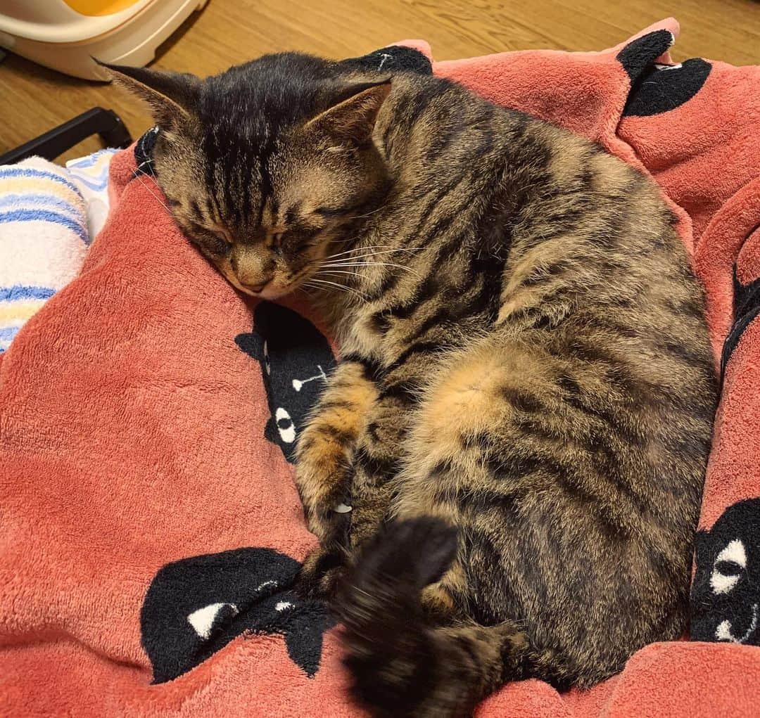 Musashiさんのインスタグラム写真 - (MusashiInstagram)「夕方ムサシさん。寝室まで呼びつけといて、着いたらもう寝てるっていう。Catnap. #musashi #mck #cat #キジトラ #ムサシさん #ねこすたぐらむ #musashi_the_cat」2月23日 18時20分 - _daisy