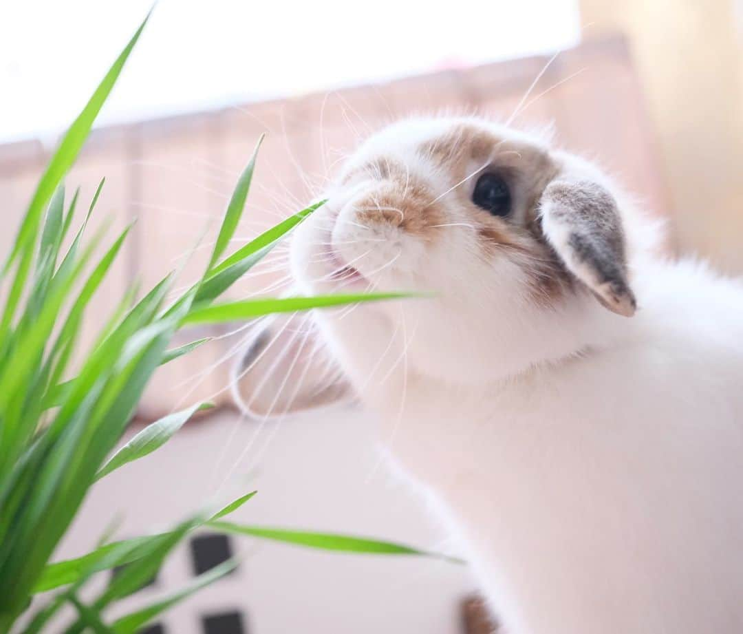 usagraphさんのインスタグラム写真 - (usagraphInstagram)「こ…この香りは…！！🐶♡ ＊ ＊ ＊ #大麦栽培中 #うさぎ　#rabbit #bunny #アニマル写真部　＃instabunnies #igersjp  #tokyocameraclub #東京カメラ部  #bunnystagram  #うさぎ部 #ホーランドロップ #hollandlop  #ファインダー越しの私の世界  #myfujilove  #今日もx日和　#cutepets」2月23日 18時20分 - usagraph