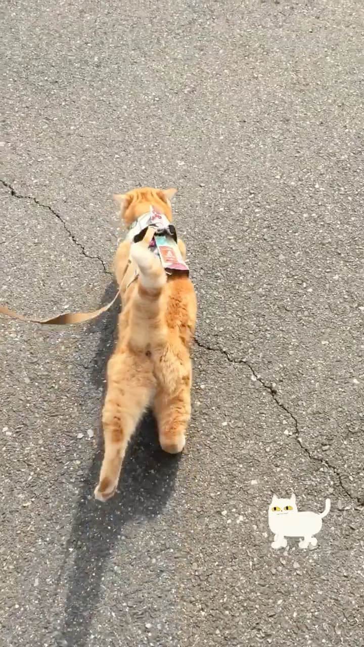 コテツのインスタグラム