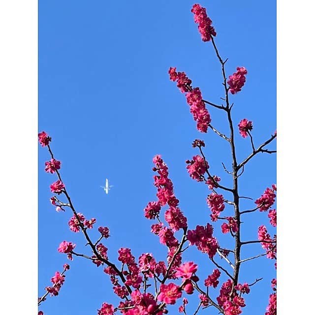 のインスタグラム：「↩︎↩︎↩︎↩︎↩︎↩︎↩︎↩︎↩︎↩︎✖︎10📸 春を🌸☀️🌲下から撮っていたら📸 ✈️通過✈︎ #🌸✖✈️ #1ヶ月で #冬から春へ #バトンタッチ #春夏秋冬 #季節の変わり目 #二月は逃げる  #春旅 #🌸 #🌲 #✈️ #☀️ #🌙 #🌎 #love #earth #iphone12promax  photo by @mizuki__watanabe」