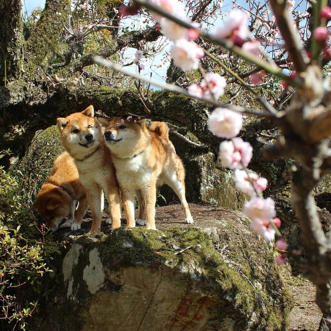 柴犬たま Shibainu Tamaのインスタグラム