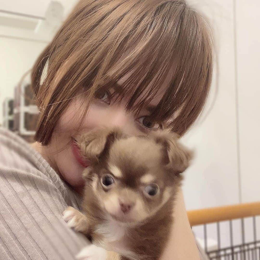 望月美穂のインスタグラム：「一緒にカメラ目線難しいー‪！！ ブレちゃった‪( ᵒ̴̶̷̥́ ^ ᵒ̴̶̷̣̥̀  )‬ . 耳が立ってきたよー♡ . . #チワワ#ちわわのいる生活#ちわすたぐらむ」