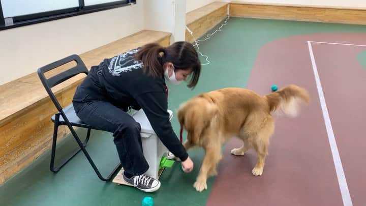 大阪ECO動物海洋専門学校のインスタグラム：「先日もアップしましたが、こちらも介助犬訓練🐕！！ 介助動作のひとつです✨  #介助犬 #補助犬 #ごーるでんれとりばー  #大阪ECO #大阪ECO動物海洋専門学校 #動物 #専門学校 #動物飼育 #動物園 #水族館 #飼育員 #ドルフィントレーナー #アクアリスト #動物看護師 #トリマー #ドッグトレーナー #トリミング #犬 #animal #dog」