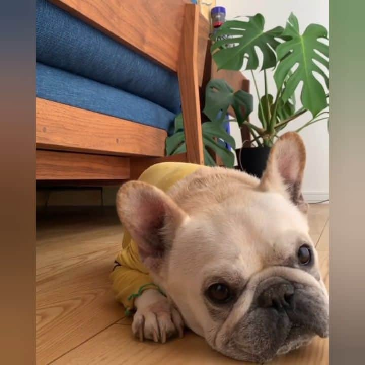 French Bulldogのインスタグラム