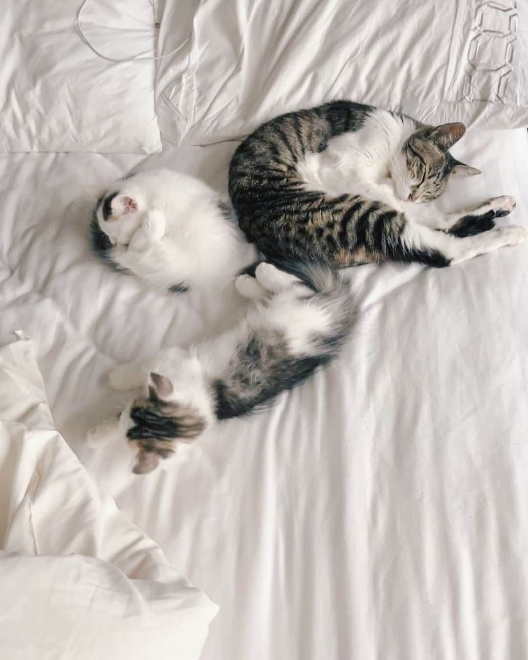 淡輪優希のインスタグラム：「昨日は#猫の日 だったねー🐈 いつもありがとう。君たちがいるから毎日幸せです。はじまりは2歳の時に父が捨て猫を拾ってきたことから。そこからずーっと猫がいる生活。猫がいない人生なんて考えられないなー。出会った子達みんなうちに来てくれてありがとう。もう天国にいる子もいるけど、生まれ変わってまた会えますように。そして今我が家にいる子達はいつまでも元気で幸せに暮らしてくれますように💐 #猫のいる暮らし #ねこすたぐらむ」