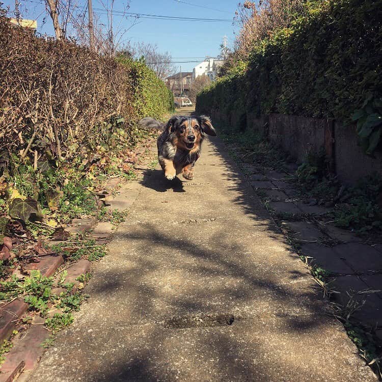 長見玲亜さんのインスタグラム写真 - (長見玲亜Instagram)「あげはお誕生日おめでとう！ これからも健康でいてね✨  #dogstagram #dog」2月23日 19時22分 - rea_nagami_official