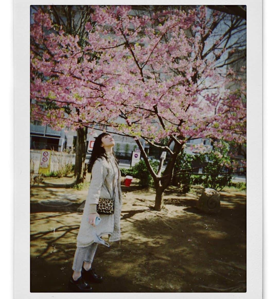 工藤綾乃のインスタグラム：「2月に桜。春を先取り☺️ #桜#sakura#cerryblossom#2月#february#工藤綾乃」