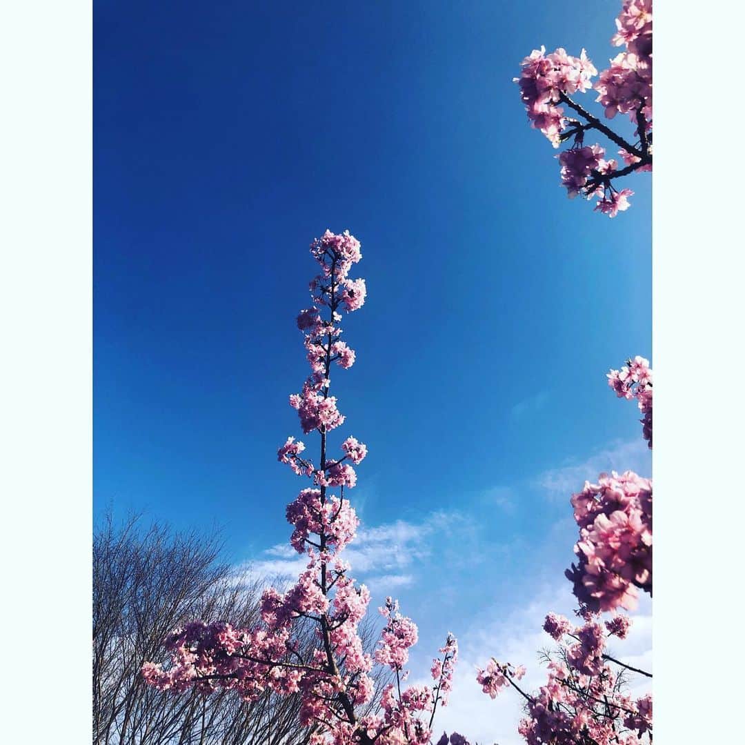 松浦美穂さんのインスタグラム写真 - (松浦美穂Instagram)「中目黒の公園の…河津桜🌸 春…実感！  桜は いつも… トキメいて ワクワクさせてくれて  と、同時に… あっという間に散る 儚さを 併せ持つ  またこの季節がやってきた✨  #桜 #cherryblossom  #春 #spring has come」2月23日 19時29分 - twiggy_mihomatsuura