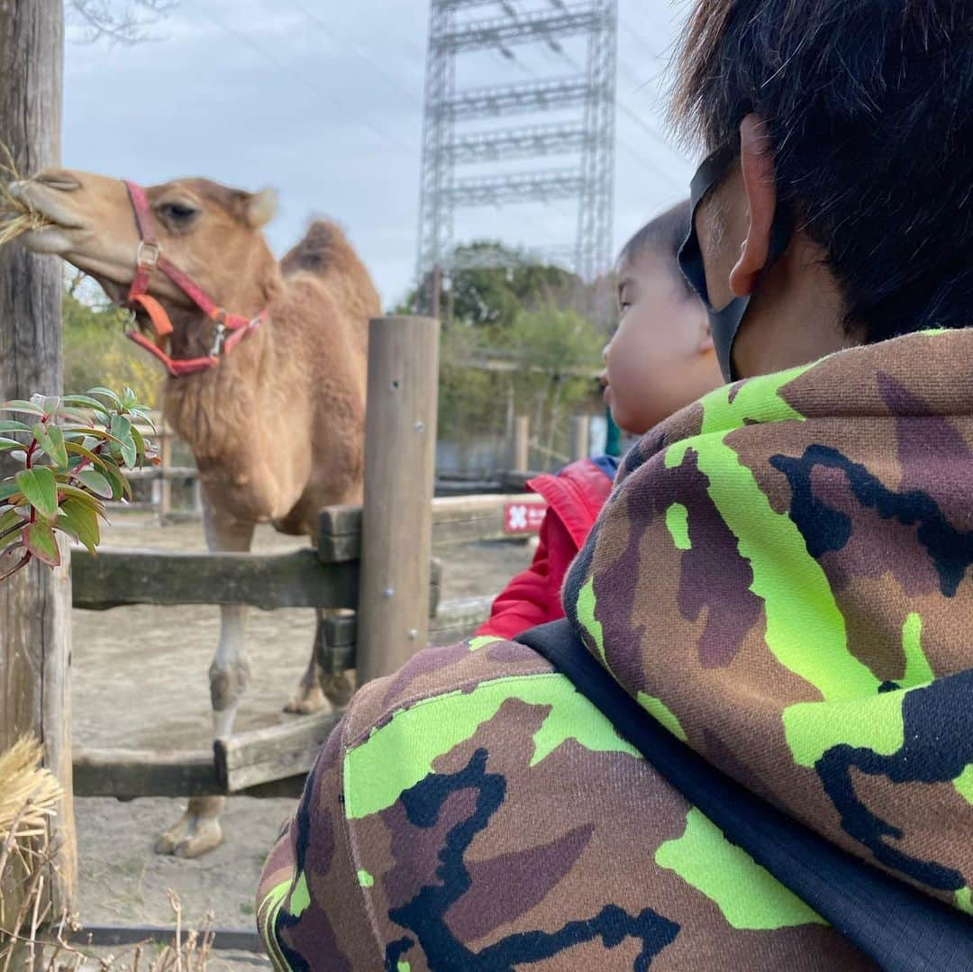 伊藤春香さんのインスタグラム写真 - (伊藤春香Instagram)「今日は朝からズーラシアに。﻿ ﻿ 「子供と動物園に行く」﻿ という夢が叶いました…！😂﻿  ↓これから行く方へのシェア ﻿ ※レストランが大行列混み混みなので﻿ 土日祝日はお弁当を持って行ったほうが﻿ 良いという学び…﻿！ （お弁当食べられる場所たくさんある）﻿ ﻿ ※土日祝日の入園には事前予約が必要です。 ﻿ #ズーラシア﻿ #動物園 #よこはま動物園ズーラシア  #よこはま動物園 #1歳育児 #1歳 #赤ちゃんとお出かけ  #赤ちゃんと休日 #赤ちゃんと一緒」2月23日 19時33分 - ha_chu