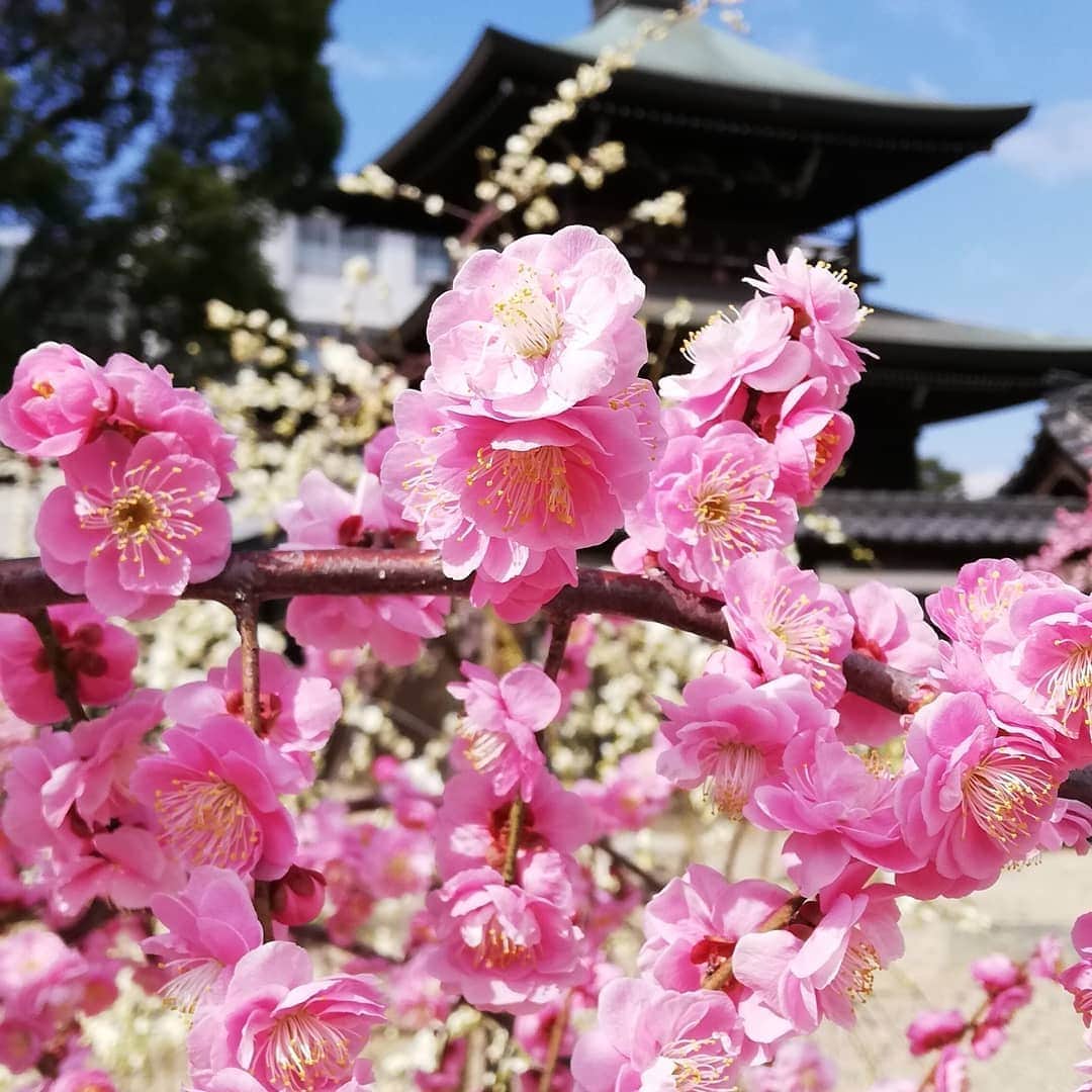 佐藤裕二さんのインスタグラム写真 - (佐藤裕二Instagram)「枝垂れ梅が満開間近です。桜がきれいなメ〜テレのお隣の寺、東別院ですが、実は境内の西の方に梅も咲いています。  また冬の寒さが戻って来ましたね。　 温かくしてお過ごしください。  明日も素敵な一日になりますように🏵  #ウメ #梅の花 #枝垂れ柳 #名古屋の梅 #名古屋市 #中区#東別院  #メーテレ#アップ #佐藤裕二 #花おじさん  #自撮りおじさん」2月23日 19時41分 - karaage_satou