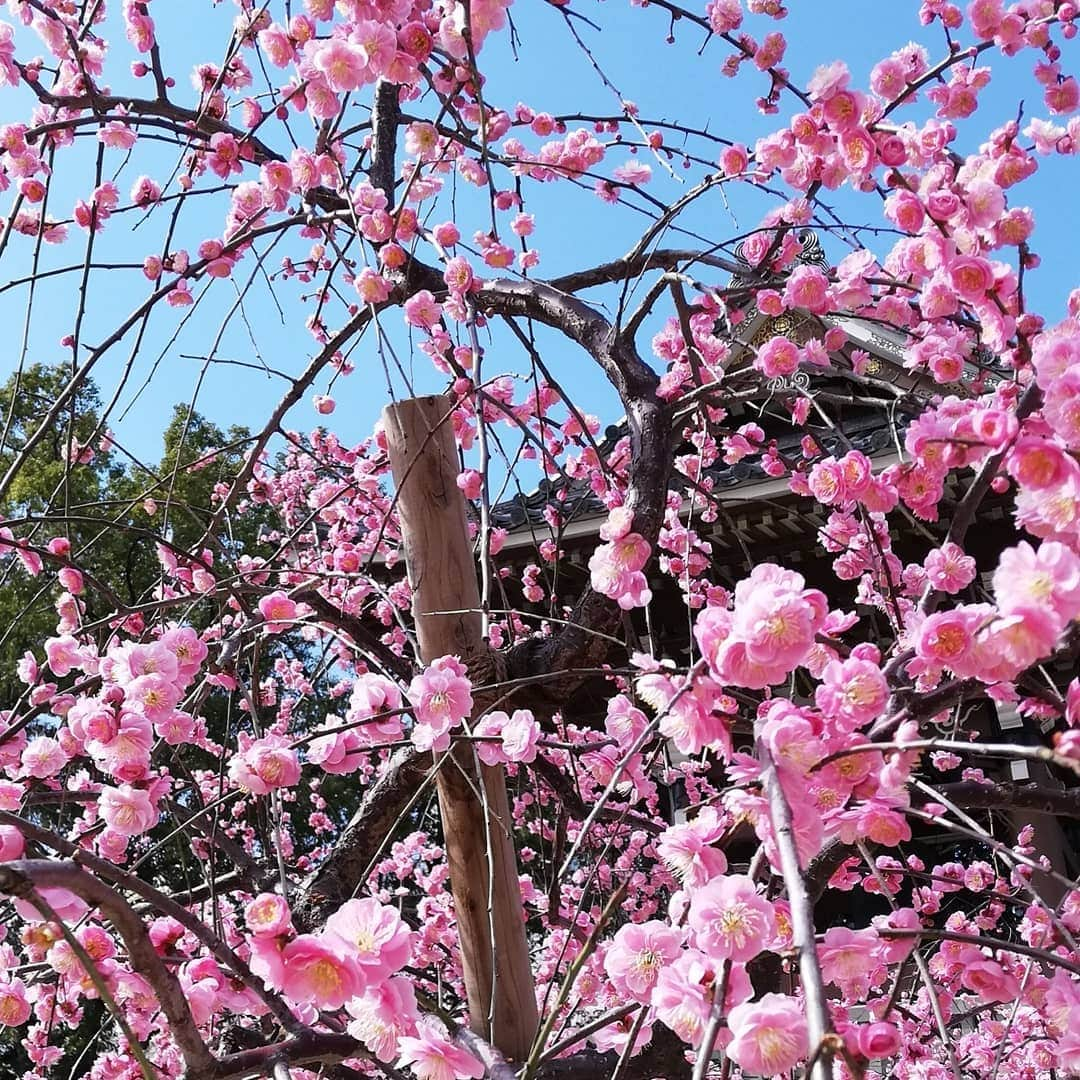 佐藤裕二さんのインスタグラム写真 - (佐藤裕二Instagram)「枝垂れ梅が満開間近です。桜がきれいなメ〜テレのお隣の寺、東別院ですが、実は境内の西の方に梅も咲いています。  また冬の寒さが戻って来ましたね。　 温かくしてお過ごしください。  明日も素敵な一日になりますように🏵  #ウメ #梅の花 #枝垂れ柳 #名古屋の梅 #名古屋市 #中区#東別院  #メーテレ#アップ #佐藤裕二 #花おじさん  #自撮りおじさん」2月23日 19時41分 - karaage_satou