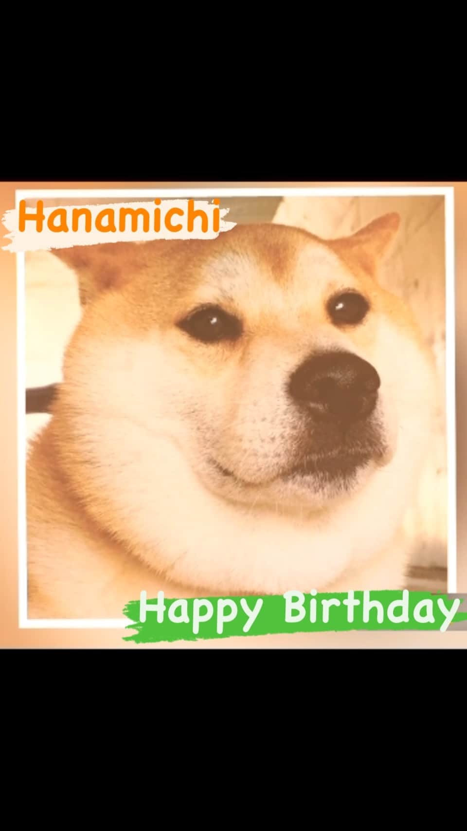 Hanamichi ＆ ℕㆁℜ〡ｋㆁ♡のインスタグラム：「Happy Birthday ✨ １日早いけど。 11歳。信じたくない！ ずっとずっとこれからも晴れの日☀️も雨の日☂️も。 いっしょにいてね。 明日はケーキ食べよ🎂 お誕生日おめでとう。  #20210224  #happybirthday  #11yearsold  #柴犬 #しばいぬ #子犬 #わんこ #dog #shiba #puppy #love #最愛」