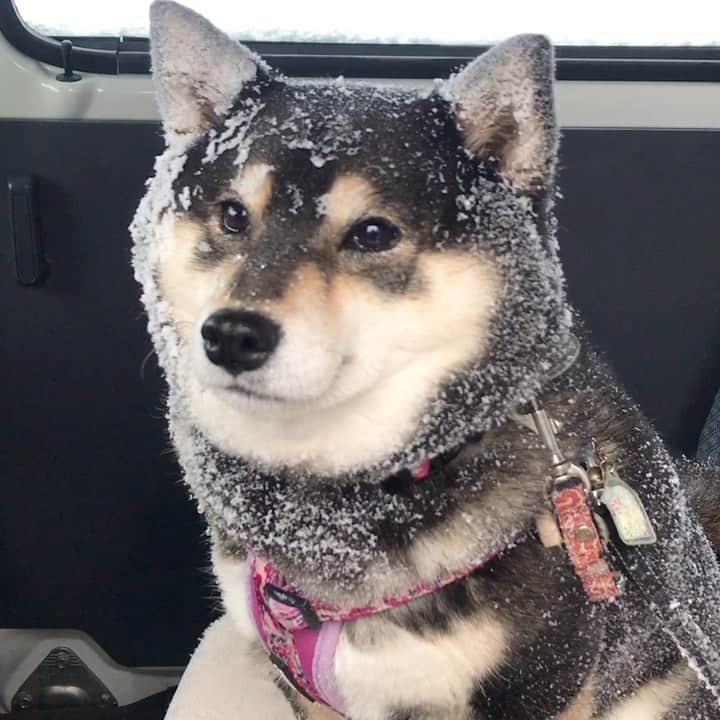 吾子のインスタグラム：「・ ・ 皆わん🐶北海道寒すぎ🥶💦☃️☃️☃️ ・ 今日は吹雪☃️さて皆わん、リードの金具は確認しようね🐶 ・ 金具は経年劣化で折れることもありますよ🐶命をまもりましょうー ・ 今日は　@dogcafe_komukomu さんにセカンドリードを買いに行きました🐶❤️ ・ こんなにすり減ってたんだ🐶💦木夢2さんのオリジナルリード類の金具は市販のものよりめっちゃ丈夫に作ってあります ・ 地方発送もしてくれるって🐶問い合わせてみてね🐶❤️ ・ #金具はすり減る #案件じゃないよ🐶 #Sapporo ・ 北海道の柴犬 #柴北会 の皆ワン🐶💕早くみんなで安心してお散歩ができますように🐶👍🏻💕 ・ #adorable #instadog#shibainu#dog#instagramjapan#instashiba#kuroshiba #kuroshiba#socute #cutedog#いぬのきもち #黒柴 #dogstagram_japan」