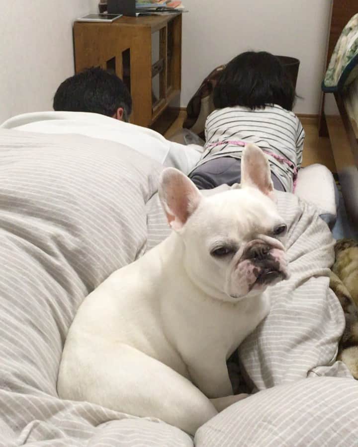 ちえぶぅたのインスタグラム：「僕おねむたん。」