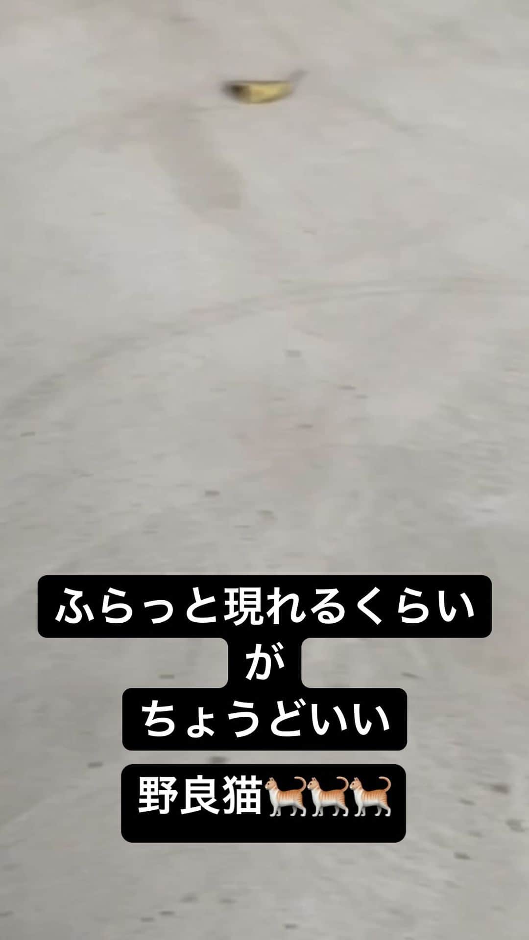 YASSのインスタグラム