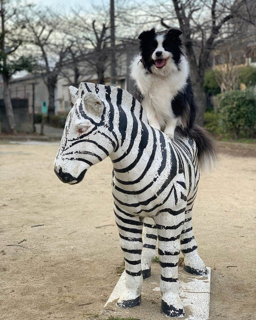 犬バカ部宣伝部長のインスタグラム