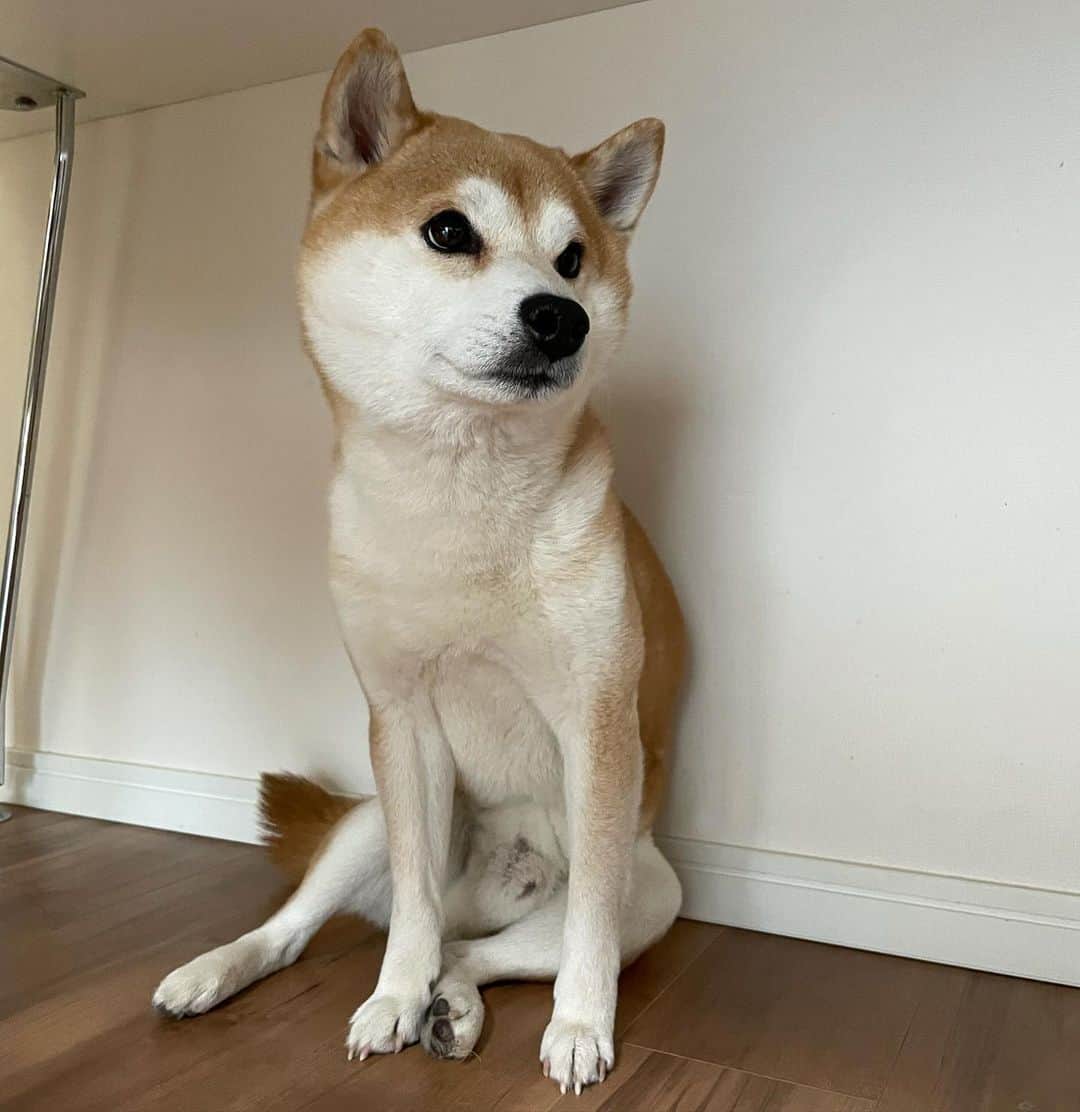 のインスタグラム：「. だらしない足元、たまんなーい！  #倒れたオティンティンもよき #柴犬のお姉さん座り好き #手足長い #バンビ柴」