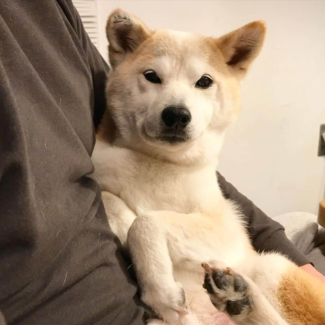 のインスタグラム：「お毛毛が抜け始めましたワン🐶 #パパ毛だらけ #春を告げる換毛期」