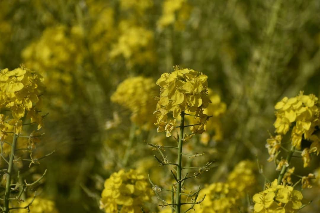 丸本凛さんのインスタグラム写真 - (丸本凛Instagram)「お散歩🐾 #photooftheday#instagood#一眼レフ#nikon#d3500#河津桜#リフレクション#反射#ひよどり#コントラスト#菜の花#月#川面#川面に映る」2月23日 20時16分 - rinmarumoto