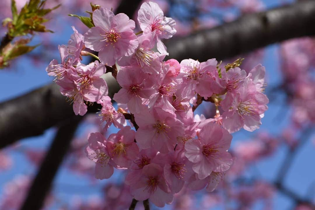 丸本凛さんのインスタグラム写真 - (丸本凛Instagram)「お散歩🐾 #photooftheday#instagood#一眼レフ#nikon#d3500#河津桜#リフレクション#反射#ひよどり#コントラスト#菜の花#月#川面#川面に映る」2月23日 20時16分 - rinmarumoto