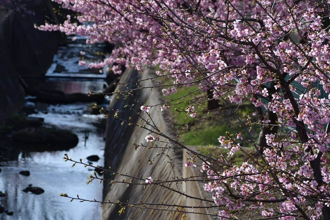 丸本凛さんのインスタグラム写真 - (丸本凛Instagram)「お散歩🐾 #photooftheday#instagood#一眼レフ#nikon#d3500#河津桜#リフレクション#反射#ひよどり#コントラスト#菜の花#月#川面#川面に映る」2月23日 20時16分 - rinmarumoto