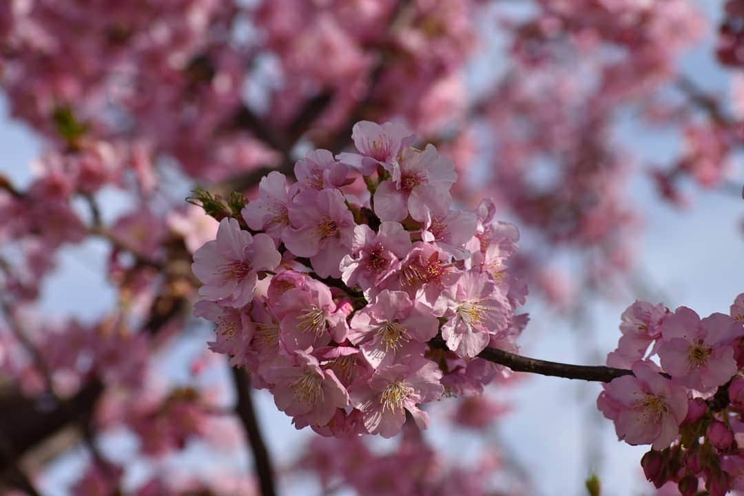 丸本凛さんのインスタグラム写真 - (丸本凛Instagram)「お散歩🐾 #photooftheday#instagood#一眼レフ#nikon#d3500#河津桜#リフレクション#反射#ひよどり#コントラスト#菜の花#月#川面#川面に映る」2月23日 20時16分 - rinmarumoto