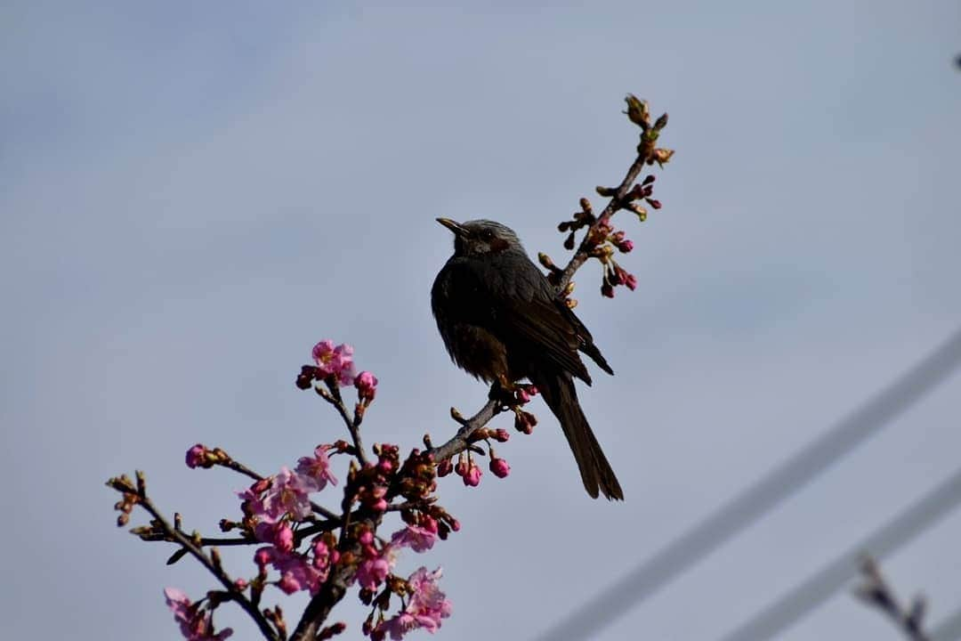 丸本凛さんのインスタグラム写真 - (丸本凛Instagram)「お散歩🐾 #photooftheday#instagood#一眼レフ#nikon#d3500#河津桜#リフレクション#反射#ひよどり#コントラスト#菜の花#月#川面#川面に映る」2月23日 20時16分 - rinmarumoto