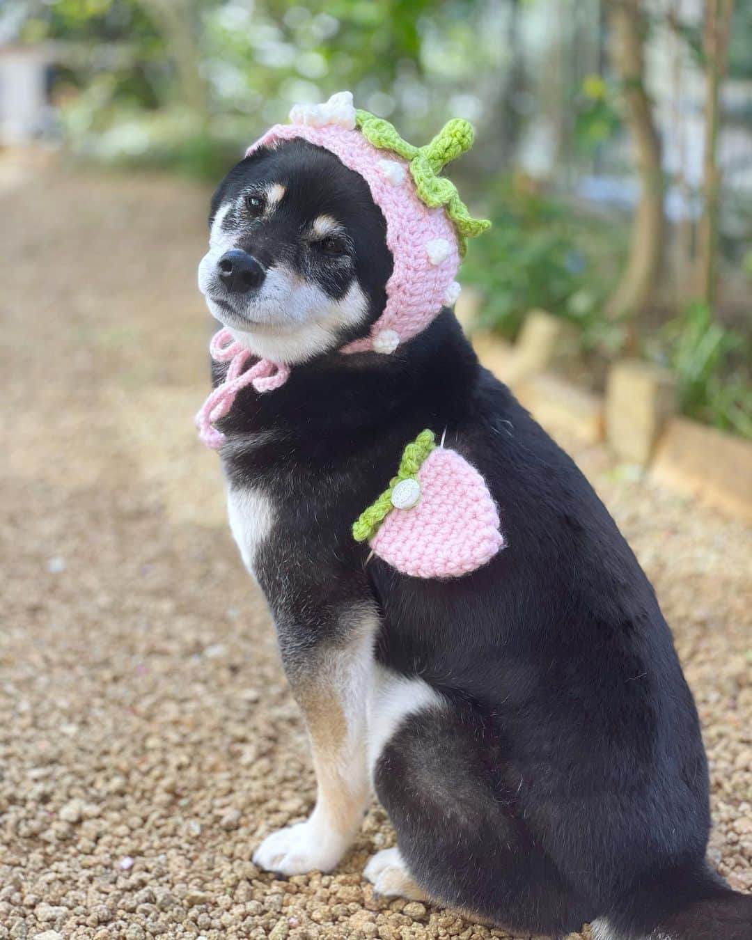 黒柴みくさんのインスタグラム写真 - (黒柴みくInstagram)「* ピンクのいちごになった、みくりな🐻🦊🍓 お外で撮ってみたよ〜。 * またいちごの帽子とポシェット編みました♫ * 先にりなの後ろ姿を撮って、次にみくを撮ってたら、りなにやられたー！ 一瞬にしてヒモ食いちぎられました💦 市販のヒモだから、すぐ直せるけど、油断出来ない〜🤣 * * * * ෆ̈参考ෆ̈ ・いちごのヘタとタネ #meetang さん ・いちごの花 #okoni5 さん ・いちごのポシェット #happyknittingmama さん * * * #いちご帽子 #柴犬 #黒柴 #赤柴 #しばいぬ #日本犬 #japanesedog  #柴犬動画 #shibavideo #いぬすたぐらむ #shibalove #thedailyshibainu #9gag #barked #shibadog #shibainugram  #시바견 #小狗 #柴犬好き #イッヌ #shibainudairy #shibaaaaainu * #黒柴みく Miku 🐻 8 years old ❤︎girl #柴犬りな Rina 🦊 2 year old ❤︎girl  #みくりな202102 2021.2.23㊋」2月23日 20時22分 - 9648miku