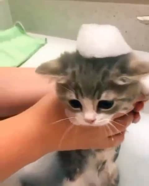 Cute Pets Dogs Catsのインスタグラム