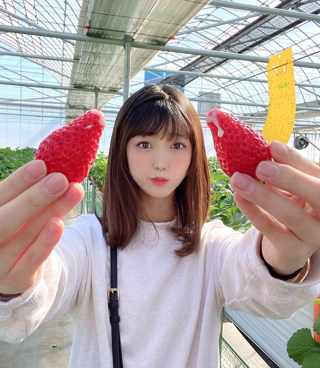 ゆーきのインスタグラム：「ガチでうまかった🍓 #ありがとう#いちご狩り#70個食べたらおしっこ止まらなかった#水分の取りすぎ#頻尿 #でも美味しい」