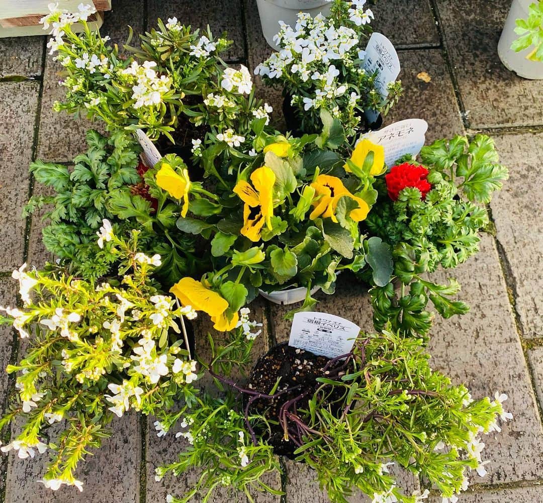 平井卓也さんのインスタグラム写真 - (平井卓也Instagram)「近所の花屋で小さな鉢を買ってガーデニング。春のような陽気でした。#平井卓也」2月23日 20時45分 - hiratakuchan0125