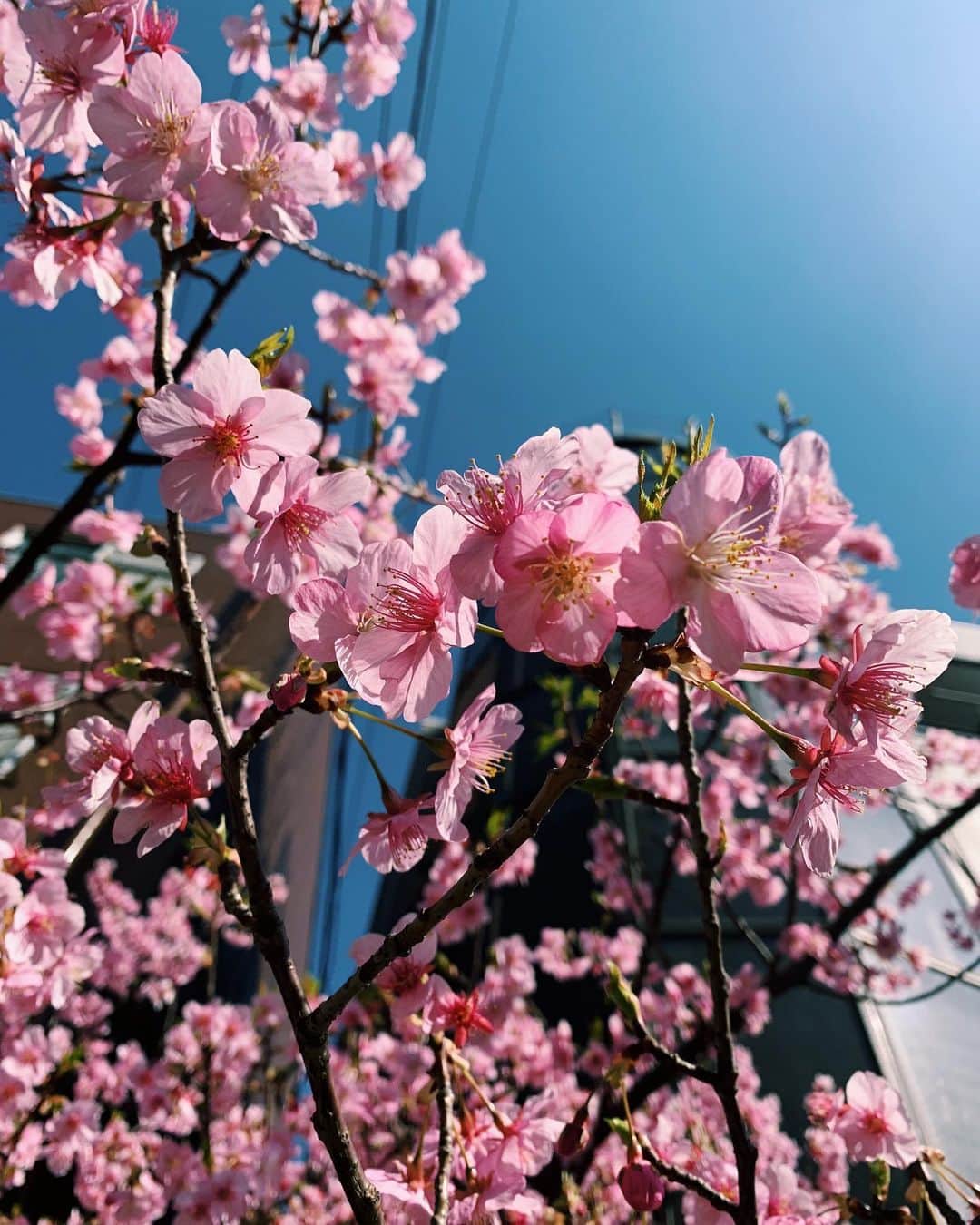 瀬戸かほのインスタグラム：「春うれし」