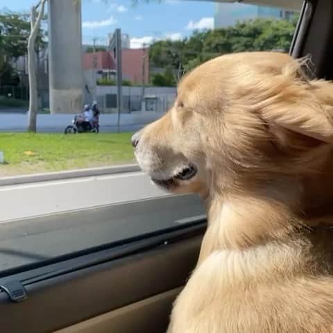 レナータ・ファンのインスタグラム：「Bom dia! Com piscadinha do #Messi! Ele está Feliz porque hoje tem @jogoaberto na @bandtv às 11h! E vai acompanhar a mamãe no trampo! Ótimo dia! Sem perder a fé e a esperança no futebol e na vida! ☀️❤️🎈💚⚽️✨✨✨✨ Vídeo @atilaabreu51」