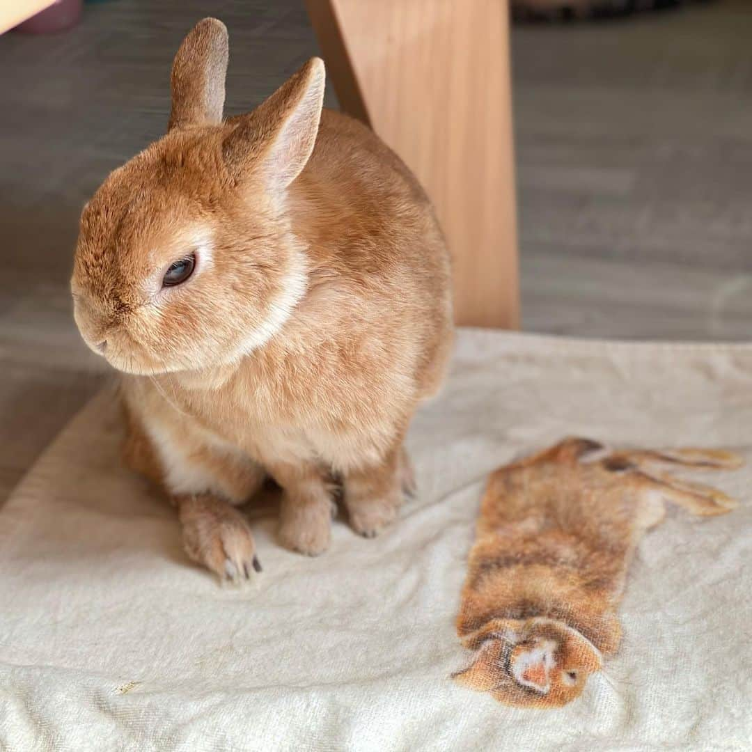 ラン?さんのインスタグラム写真 - (ラン?Instagram)「毛繕い( ∩´ω`*∩)もふもふ♡ 今日はお仕事だったんですが、お昼休みに家に帰るとひなたぼっこして、毛繕いしてました♡ お気に入りのタオルの上で気持ちよさそうでした(*´ω｀*) しらとあきこさんのイラストタオル、ちょっとランに似てる☺️💕 ☆  #うさぎ #ネザーランドドワーフ #rabbit #bunny #bunnystagram  #rabbitstagram  #cute  #かわいい #ふわもこ部  #もふもふ  #zip写真部  #アニマル写真部 #instagramjapan #netherlanddwarf #うさぎと暮らす  #うさぎのいる暮らし #癒し #kawaii #ランちゃん  2021.02.23」2月23日 20時47分 - mofumofuusako