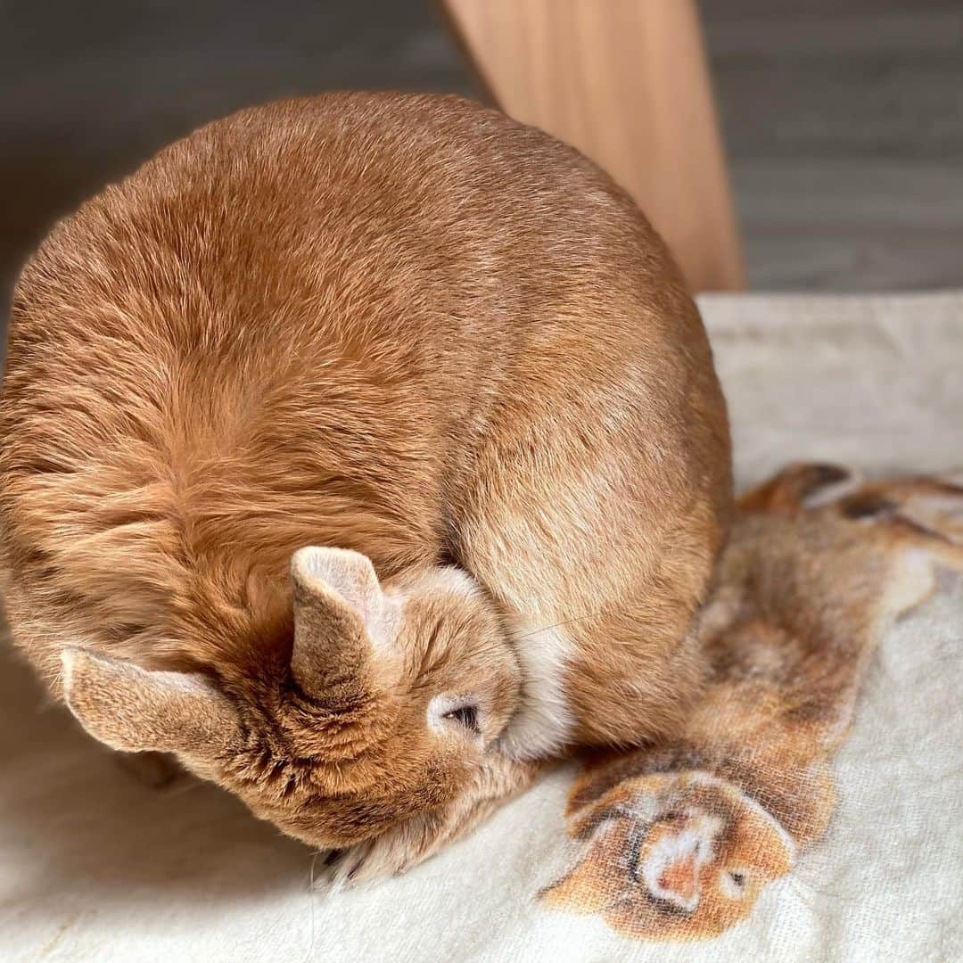 ラン?さんのインスタグラム写真 - (ラン?Instagram)「毛繕い( ∩´ω`*∩)もふもふ♡ 今日はお仕事だったんですが、お昼休みに家に帰るとひなたぼっこして、毛繕いしてました♡ お気に入りのタオルの上で気持ちよさそうでした(*´ω｀*) しらとあきこさんのイラストタオル、ちょっとランに似てる☺️💕 ☆  #うさぎ #ネザーランドドワーフ #rabbit #bunny #bunnystagram  #rabbitstagram  #cute  #かわいい #ふわもこ部  #もふもふ  #zip写真部  #アニマル写真部 #instagramjapan #netherlanddwarf #うさぎと暮らす  #うさぎのいる暮らし #癒し #kawaii #ランちゃん  2021.02.23」2月23日 20時47分 - mofumofuusako