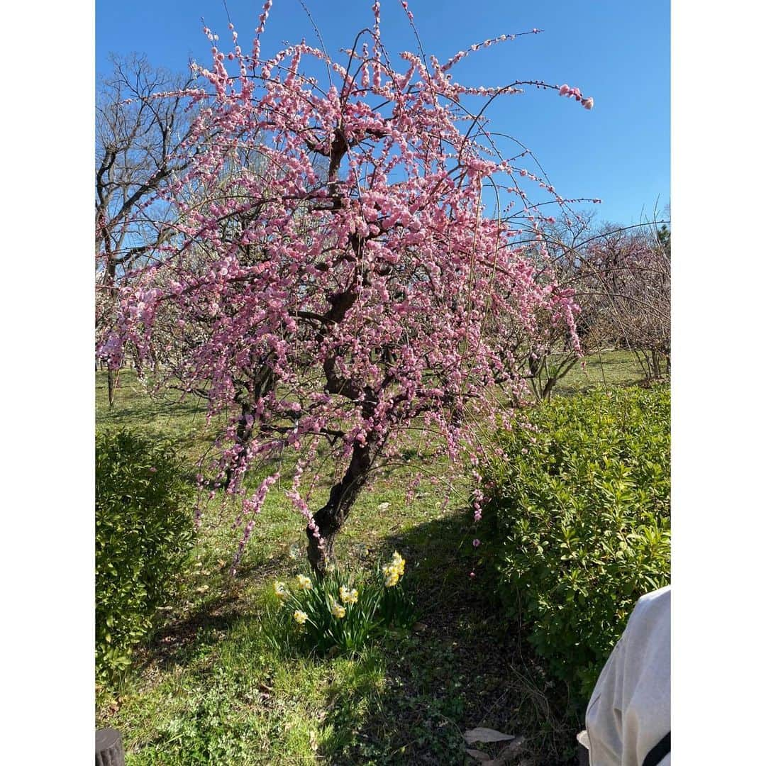 池未来実さんのインスタグラム写真 - (池未来実Instagram)「花粉すごくてくしゃみ止まらん🤧 みんな大丈夫ー？🙄  #池未来実 #花粉 #梅 #花 #flower」2月23日 20時47分 - iam_kurumi714