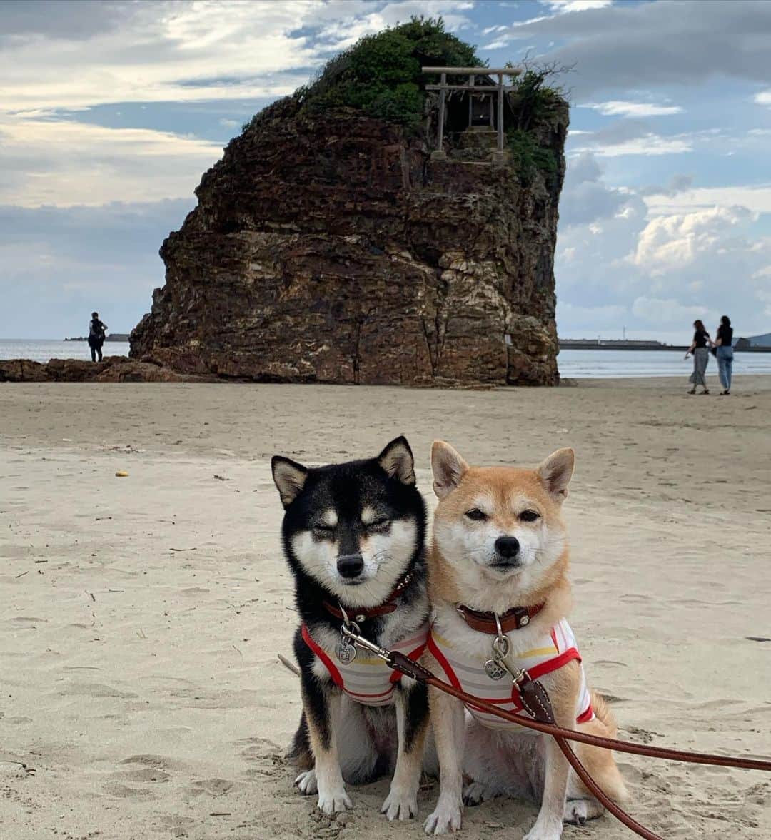 のインスタグラム：「Memories of Shimane😊💕  Travel around Japan by #tbt🌟  過去picで日本一周😊💕 島根・稲佐の浜🌟  #島根 #稲佐の浜#パワースポット #日本一周  #思い出#memory  #柴犬#shiba #shibainu #shibagram #shibamania #shibalovers #豆柴#shibalife #shibasofinstagram #CuteDogs #柴犬マニア #dogsofinstagram #dogoftheday #instadog #instashiba #instapet #いぬら部  #しばいぬ#犬バカ部 #shiba_snap #pecoいぬ部 #🐕📷#かわいい」