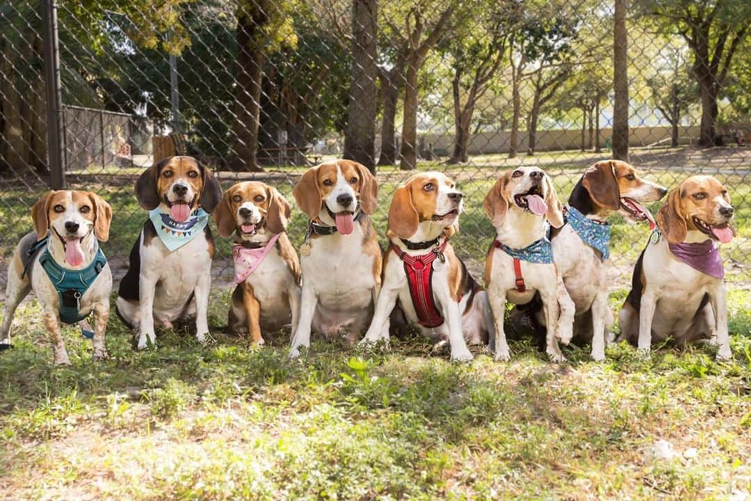 8crapさんのインスタグラム写真 - (8crapInstagram)「Time to stick your tongue out with your frens! 😝 - Hashtag #barkedtongueout on your doggo’s tongue out photos/videos and get a chance to be featured! - 📷 @soflo_beagles - #TheBarkedClub #barked #tongueouttuesday #tot #👅 #😛 #dog #doggo #Beagle #Beagles」2月23日 21時00分 - barked