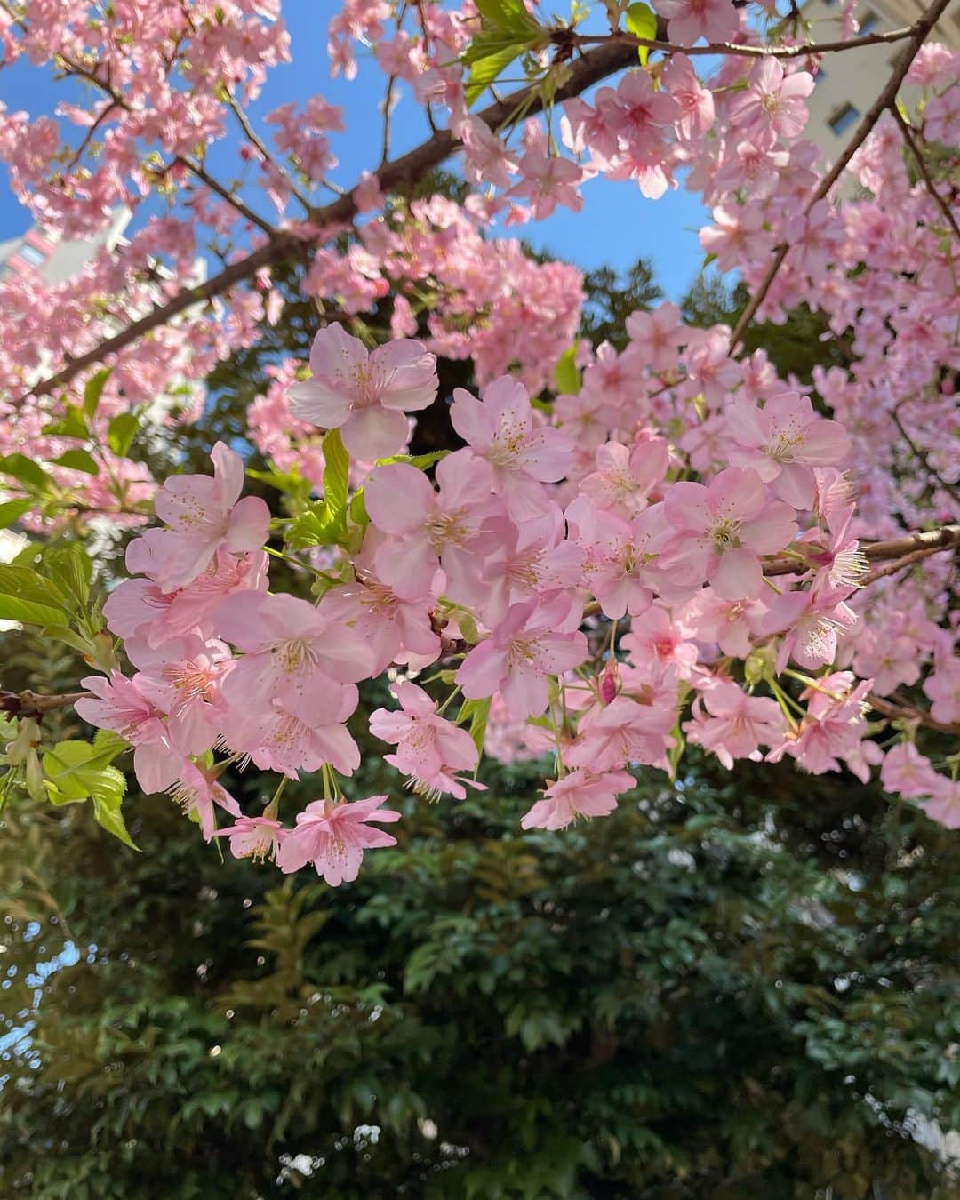熊澤枝里子のインスタグラム：「暖かかった週末からの祝日。 東京のある場所で河津桜が満開でした🌸✨ 春を感じた数日からまた今夜から寒いそう。 三寒四温、みんな風邪ひかないようにご自愛ください☺️」