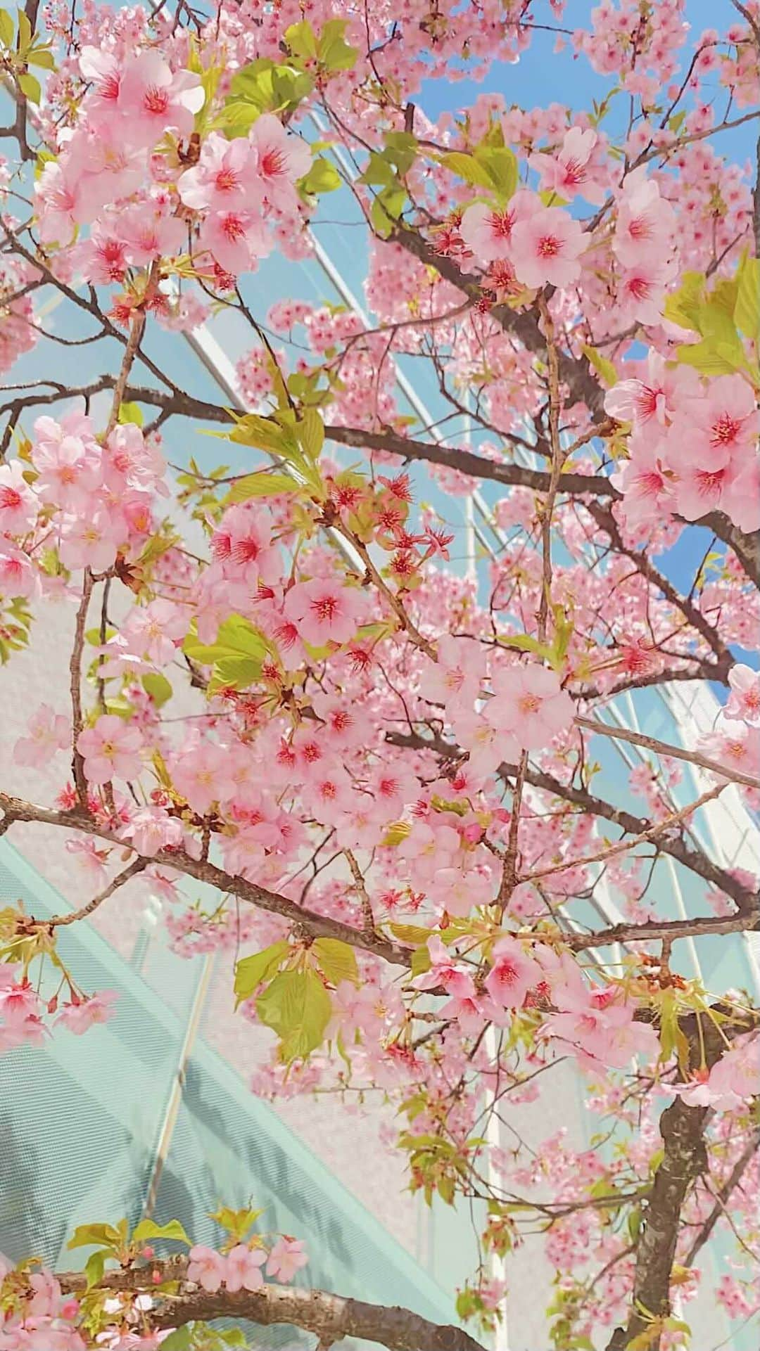 村崎英絵のインスタグラム：「🌸🌸 綺麗すぎて言葉が出ない🤭💕  ㅤㅤㅤㅤㅤ ㅤㅤㅤㅤㅤ ㅤㅤㅤㅤㅤ  ㅤㅤㅤㅤㅤ #桜 #さくら #お花見 #花見 #河津桜 #sakura #cherryblossom #japan #flowers」