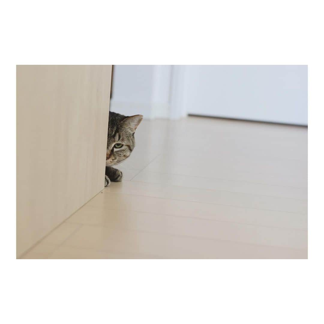 こむぎさんのインスタグラム写真 - (こむぎInstagram)「* この子はごまちゃんじゃないよ〜🐈‍⬛ 預かりさんのお家にいたくまおくん、今日から里親さんの元でトライアルスタートしました🙏🏻✨  里親さん宅でお洒落なケージを用意してくださっていたのだけれど、くまおくんが安心出来る様に段ボールで囲ってもらっちゃいました〜🤣 最初はトイレに入って、そのあと隙間に挟まってみたり、ケージの上の方に行ってみたり固まることなく色々興味がある感じ☺️ 到着そうそうちゅーるも手から食べて、夜はパウチ食べれました🤗 夜中の間にカリカリ食べれるかな？食いしん坊さんは安心だー🤣✨  「そこにいるだけで可愛い」って言ってもらえたよ。くまお良かったねぇ☺️✨ ゆっくりくまおのペースで頑張って〜💪✨  そしてそして！ くまおくんお届け後に、同じ崩壊現場出身のすりみちゃん( @surimi_0806 )のお家にもチラリとお邪魔してきました〜✨  4枚目は同じ黒猫だけど、くまおじゃなくて、すりみちゃんの同居猫もずくちゃん☺️ もずくちゃんは人見知り全く無しでこちらがえ！？初対面ですよね？となるくらい😂  7枚目からはすりみちゃん🐈 こちらは想像どおりちぐらの中で固まってました🤣 現場にいた頃はあんなに甘えてくれてたのにな〜🤣 里親さんには甘えて私を見て！！！ってアピールしているみたいなのでだいぶ慣れてくれて良かった🤗 幸せいっぱいだと預かりのことも忘れちゃうよね〜猫あるあるだね🤣 最後の写真は帰り際に冷蔵庫の隙間に入るすりちゃん😂 可愛すぎる…🥺  ーーーーーーーーーーーーーーーーーーーーーーー  里親募集掲載用アカウント→ @comugineko  3匹(かめ、さくら、しし)は関東地方 11匹は東海地方で里親様募集中です(遠方相談🆗) #岐阜多頭崩壊レスキュー #里親募集 #里親募集中 #保護猫 🐈‍⬛  岐阜多頭崩壊レスキュー応援LINEスタンプ出来ました♪ プロフィールのURLからお求めいただけます🤗 皆様ご協力ありがとうございます〜🙏🏻✨」2月23日 21時29分 - tomochunba