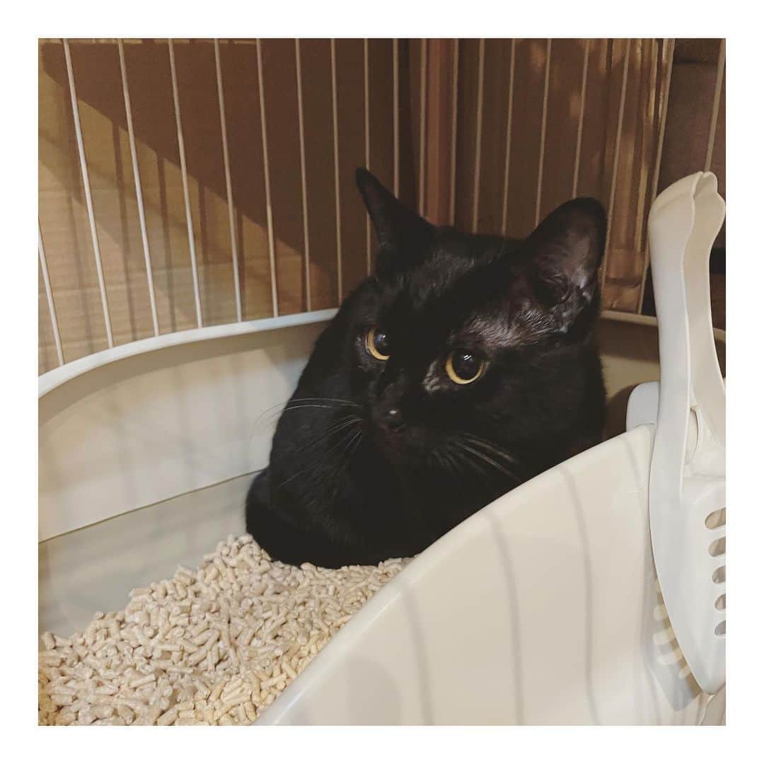 こむぎのインスタグラム：「* この子はごまちゃんじゃないよ〜🐈‍⬛ 預かりさんのお家にいたくまおくん、今日から里親さんの元でトライアルスタートしました🙏🏻✨  里親さん宅でお洒落なケージを用意してくださっていたのだけれど、くまおくんが安心出来る様に段ボールで囲ってもらっちゃいました〜🤣 最初はトイレに入って、そのあと隙間に挟まってみたり、ケージの上の方に行ってみたり固まることなく色々興味がある感じ☺️ 到着そうそうちゅーるも手から食べて、夜はパウチ食べれました🤗 夜中の間にカリカリ食べれるかな？食いしん坊さんは安心だー🤣✨  「そこにいるだけで可愛い」って言ってもらえたよ。くまお良かったねぇ☺️✨ ゆっくりくまおのペースで頑張って〜💪✨  そしてそして！ くまおくんお届け後に、同じ崩壊現場出身のすりみちゃん( @surimi_0806 )のお家にもチラリとお邪魔してきました〜✨  4枚目は同じ黒猫だけど、くまおじゃなくて、すりみちゃんの同居猫もずくちゃん☺️ もずくちゃんは人見知り全く無しでこちらがえ！？初対面ですよね？となるくらい😂  7枚目からはすりみちゃん🐈 こちらは想像どおりちぐらの中で固まってました🤣 現場にいた頃はあんなに甘えてくれてたのにな〜🤣 里親さんには甘えて私を見て！！！ってアピールしているみたいなのでだいぶ慣れてくれて良かった🤗 幸せいっぱいだと預かりのことも忘れちゃうよね〜猫あるあるだね🤣 最後の写真は帰り際に冷蔵庫の隙間に入るすりちゃん😂 可愛すぎる…🥺  ーーーーーーーーーーーーーーーーーーーーーーー  里親募集掲載用アカウント→ @comugineko  3匹(かめ、さくら、しし)は関東地方 11匹は東海地方で里親様募集中です(遠方相談🆗) #岐阜多頭崩壊レスキュー #里親募集 #里親募集中 #保護猫 🐈‍⬛  岐阜多頭崩壊レスキュー応援LINEスタンプ出来ました♪ プロフィールのURLからお求めいただけます🤗 皆様ご協力ありがとうございます〜🙏🏻✨」